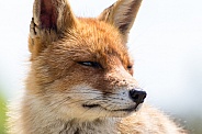 Red fox close-up