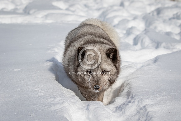 Blue Arctic Fox in winter snow