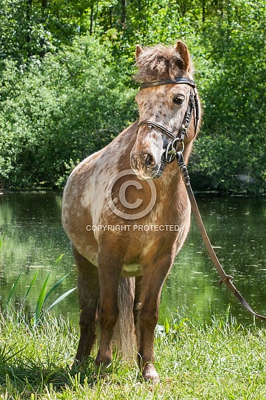 Shetland pony Shetland pony