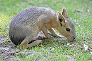 Patagonian mara (Dolichotis patagonum)