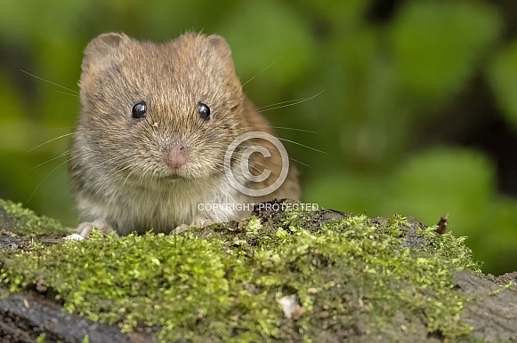 Bank vole Bank vole
