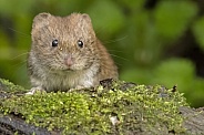 Bank vole