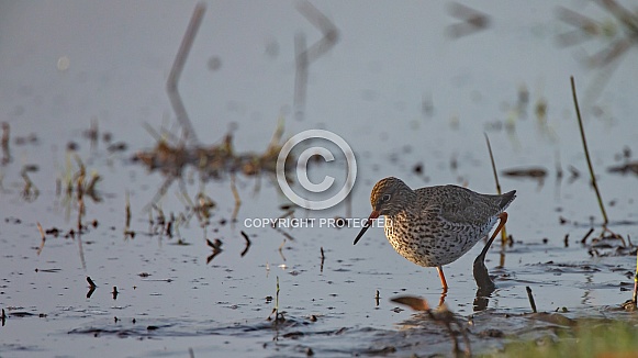 The spotted redshank (Tringa erythropus)