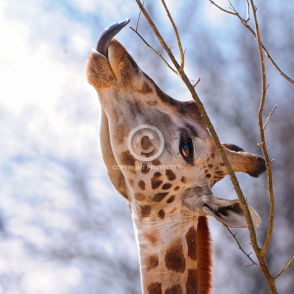 giraffe giraffe