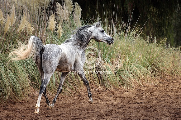 Arabian Arabian