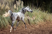Arabian