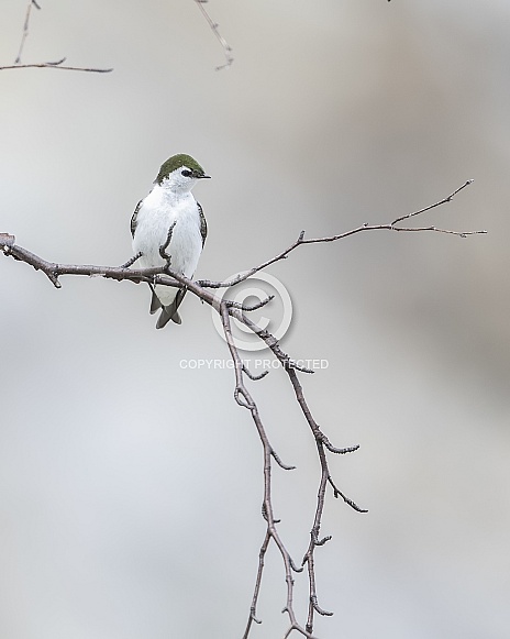 Violet-green Swallow Perching on a Branch