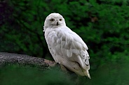 Owl---Snowy Owl