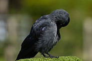 Jackdaw