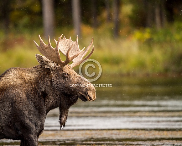 Bull Moose in Henrys Fork River.