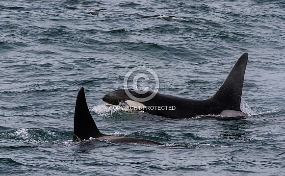 Orca, killer whale (wild)