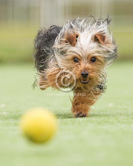 Yorkshire Terrier Chasing Ball