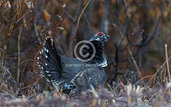 Spruce Grouse in Denali National Park Alaska Spruce Grouse in Denali National Park Alaska