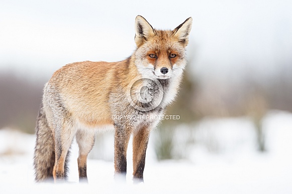 Red fox in Nature Red fox in Nature