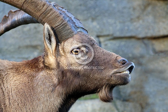 Alpine ibex (Capra Ibex)