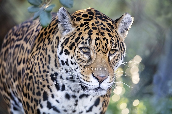 Jaguar (Panthera Onca)