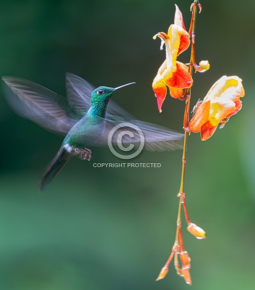 Green-crowned brilliant hummingbird