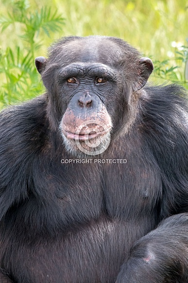 Western chimpanzee