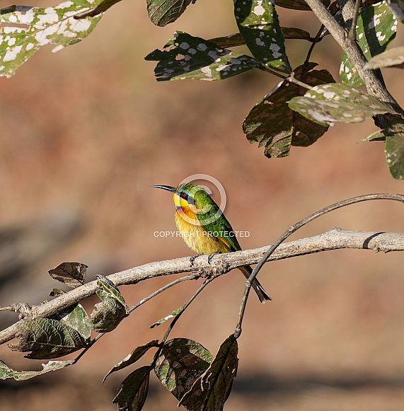 Bee-eater in South Luangwa Bee-eater in South Luangwa