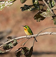 Bee-eater in South Luangwa