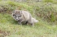 Arctic Fox cub