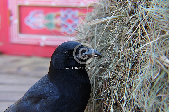 Common Crow Common Crow