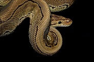 Ball Python