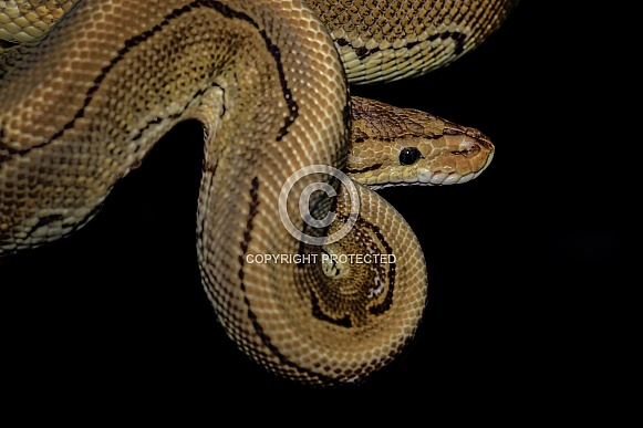 Ball Python