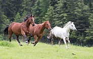 3 Horses Running