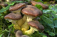 Toadstools in a Yorkshire woodland - England