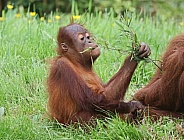 Orangutan