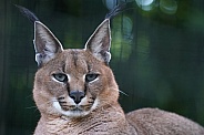 Caracal