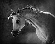 Arabian Horse--Arabian Perfection
