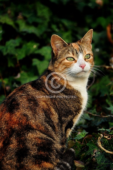 Calico Cat