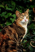 Calico Cat