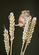 Harvest Mouse