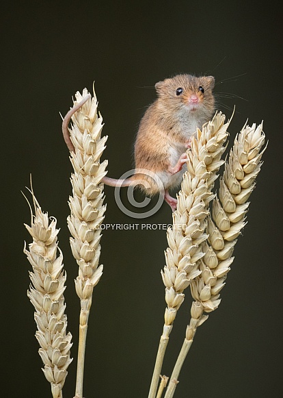 Harvest Mouse
