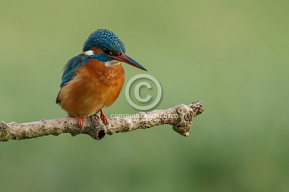 Kingfisher