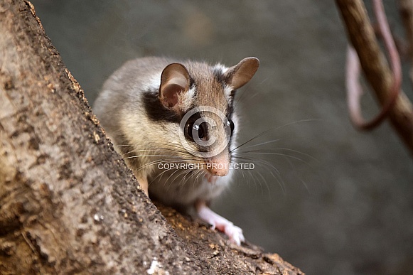 The garden dormouse (Eliomys quercinus)