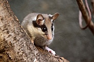 The garden dormouse (Eliomys quercinus)