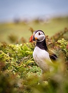 Puffin