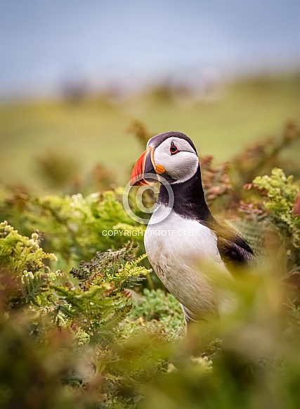 Puffin