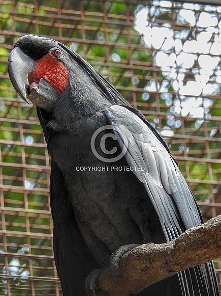 Palm Cockatoo