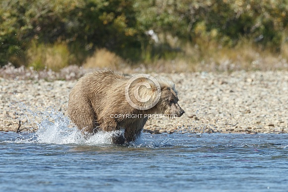 Grizzly bear at Katmai Alaska Grizzly bear at Katmai Alaska