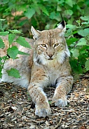 eurasian lynx