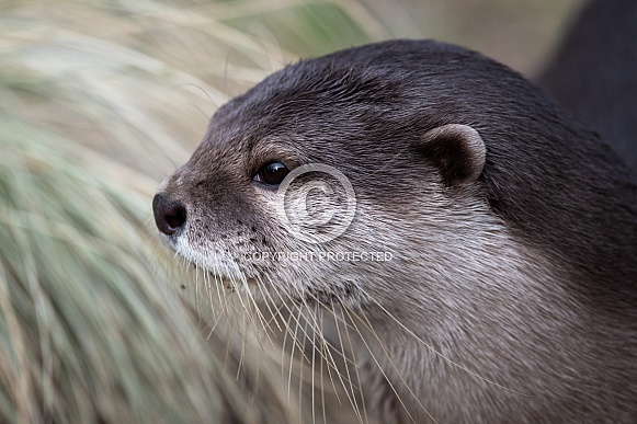 Asian Small-Clawed Otter