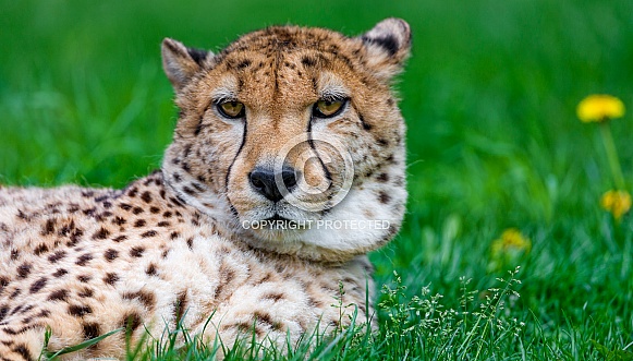 Cheetah Cheetah