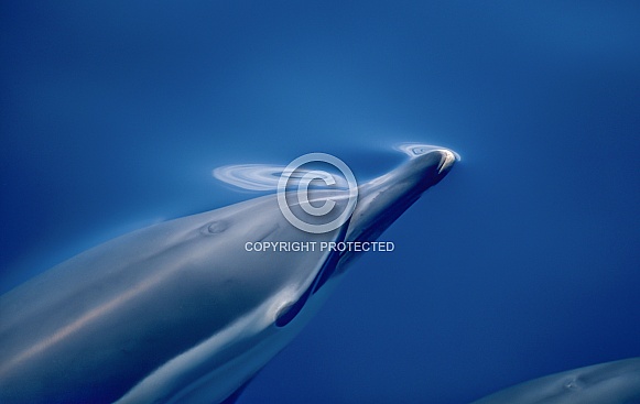 Short-beaked Common Dolphin (wild)