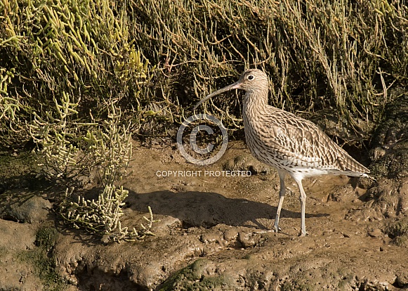 Curlew Portrait Curlew Portrait
