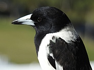 Butcher Bird